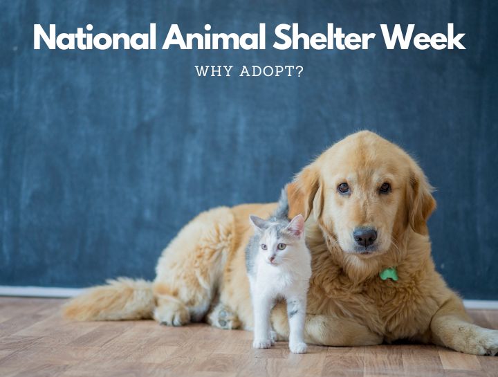 National Animal Shelter Week - Why Adopt?