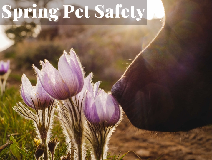 Spring Pet Safety Tips