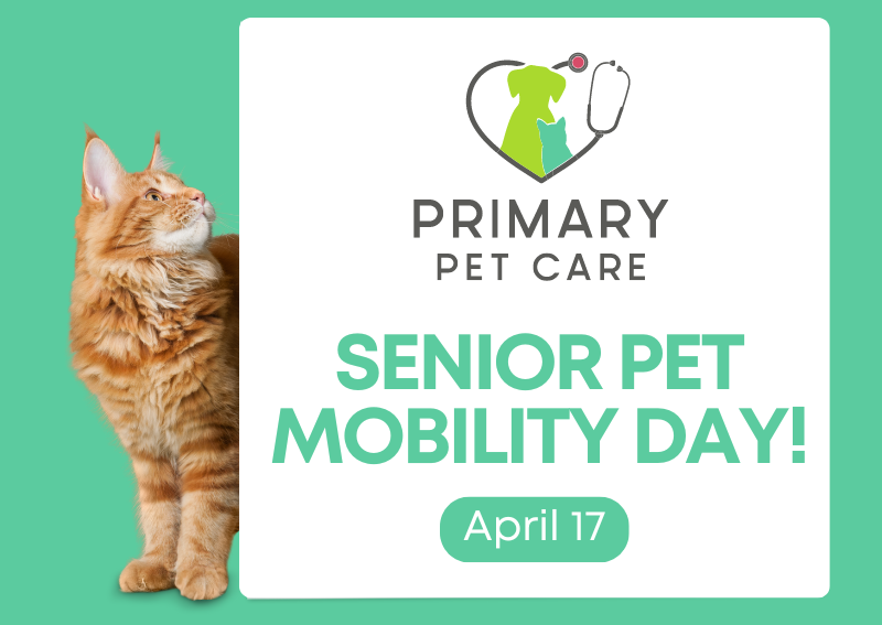 Carousel Slide 1: Senior Pet Mobility